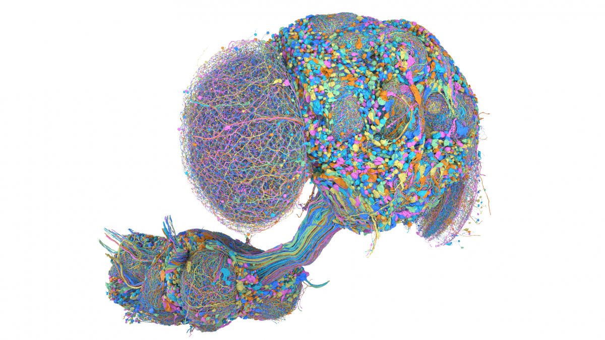 Male CNS Connectome | Janelia Research Campus